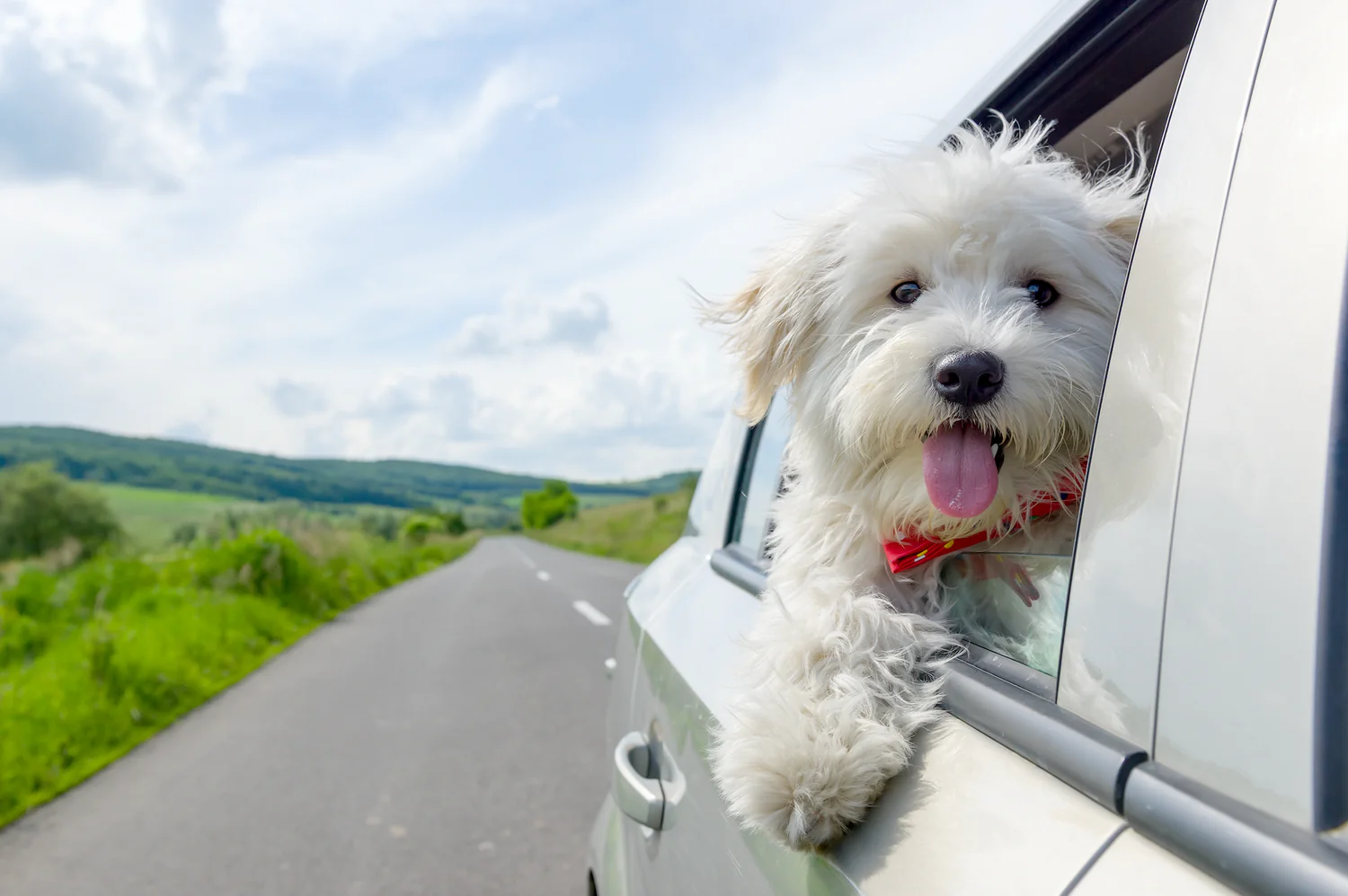 How to Help Your Anxious or Car Sick Dog Feel Better in the Car