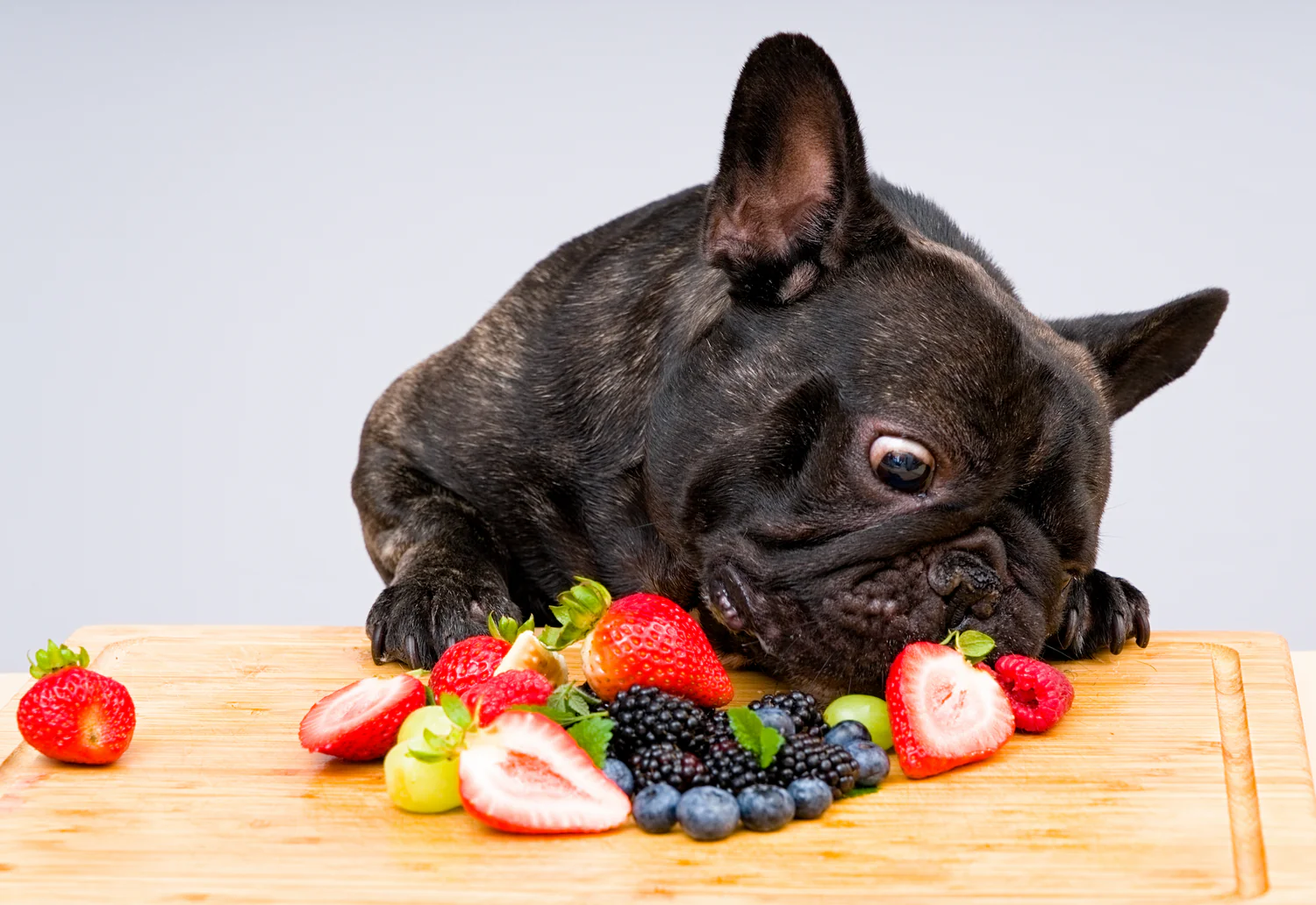 Should You Incorporate Fresh Foods into Your Dog's Diet?