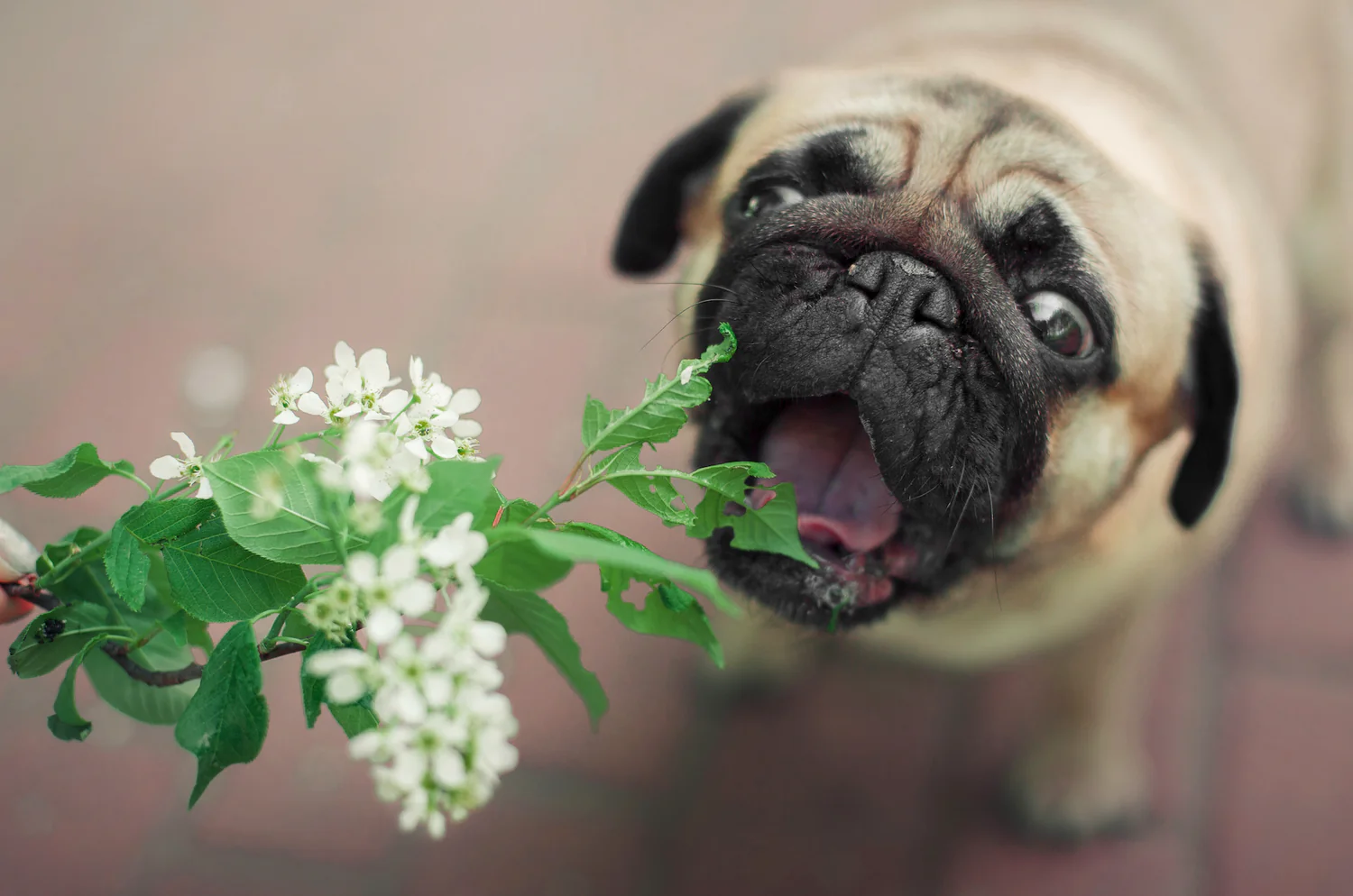 10 Fantastic Pet-Friendly Plants for Your Garden