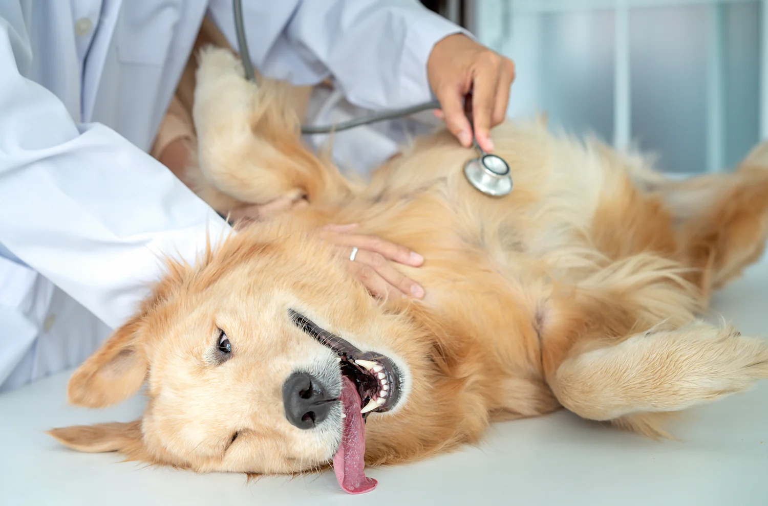 The Importance of Your Pet’s Gut Health