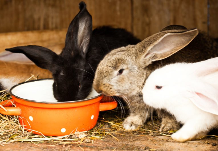 How to Keep Your Rabbits Cool This Summer