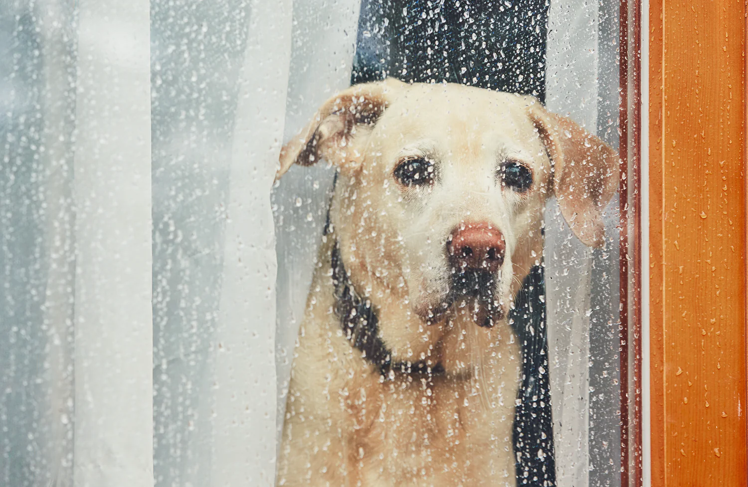 8 Fun Cat and Dog-Friendly Rainy Day Activities