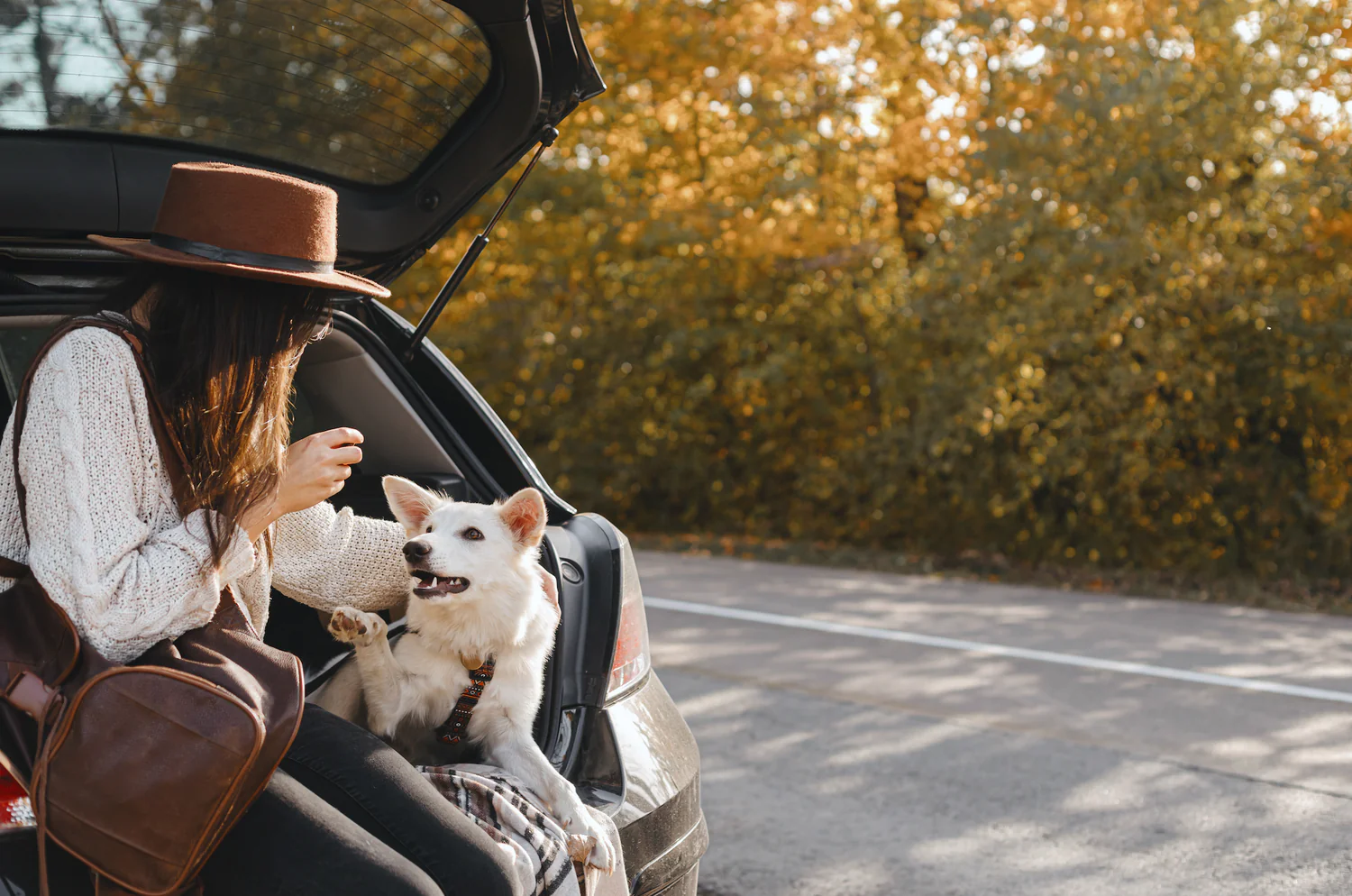 Top Tips for a Memorable Road Trip with Your Dog