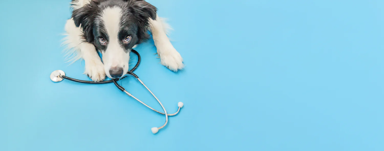 Understanding Ringworm Infections: What Pet Owners Need to Know