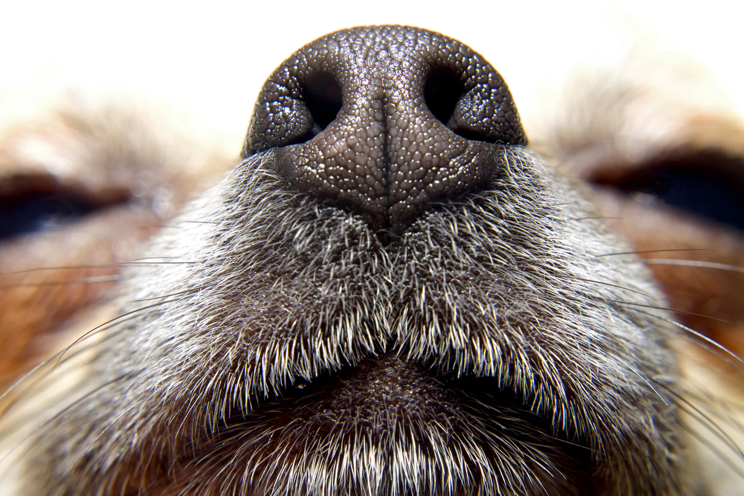 The Extraordinary Power of a Dog’s Nose