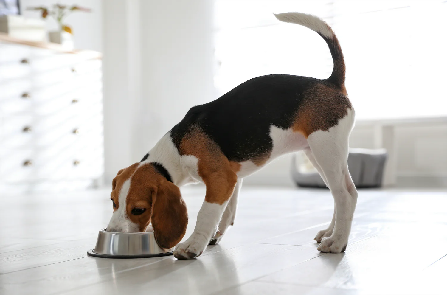 5 Benefits of a Raw Food Diet for Your Dog