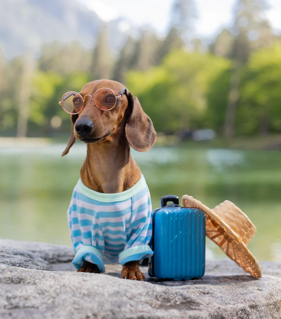 What to Pack for Your Pet Sitter or Pet Boarder